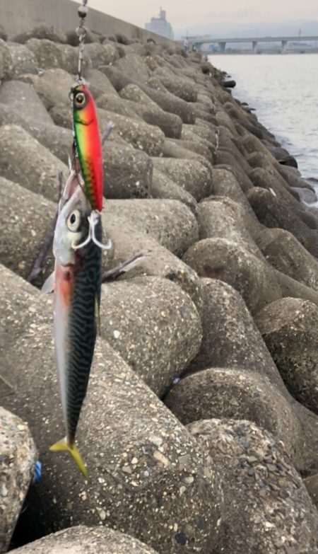 6/27　ちょい投げ釣り、ジギング